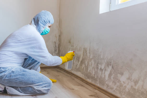 Licensed Black Mold Removal service in Lake Oswego, OR - WQB Mold Removal