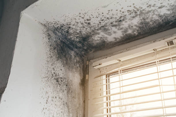 Affordable Black Mold Removal solutions in Lake Oswego, OR